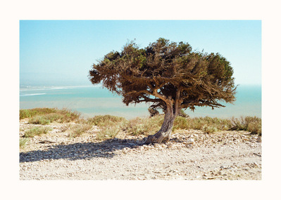 Fine Art print edition of 7 signed & numbered. 50x70 or 30x40 cm on Hahnemühle Bright White paper. Olivier Montay photographer. Dry landscape, lonely isolated tree, Atlantic Ocean. Morocco, Cap Sim. Film photography