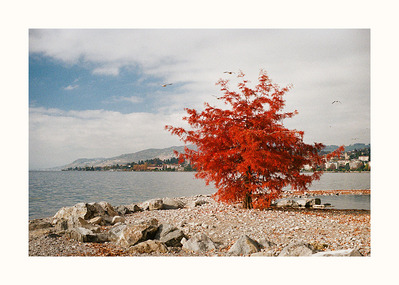 Fine Art print edition of 7 signed & numbered. 50x70 or 30x40 cm on Hahnemühle Bright White paper. Olivier Montay photographer. At the water's edge one the shore of lake Geneva a small red tree stands out against the cloudy sky. Montreux. Film photography