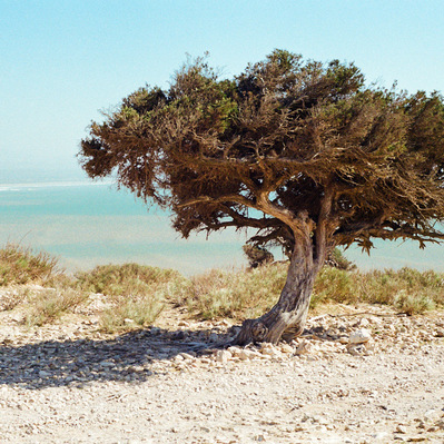 On a dry and sunny landscape, a lonely tree overlooks the Atlantic Ocean. Cap Sim, Essaouira, Morocco. 2020, March
Un arbre isolé planté dans un paysage aride et ensoleillé surplombe l'océan Atlantique. Maroc, mars 2020
