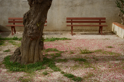 Two empty wooden benches lean against a gray wall, behind a gnarled trunk. The gravel floor dotted with tufts of grass is covered with small pink flowers. France, Occitanie, Pyrenees-Orientales, Estagel, 2022
Bancs de bois, sol couvert de fleurs roses