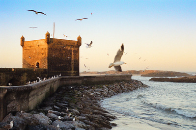 Seagulls spin in the air as the first rays of sun hit the ancient fortress guarding Essaouira Harbor. Morocco, 2020
De nombreuses mouettes volent devant la forteresse du port qu'éclairent les premiers rayons du soleil levant. Maroc.
