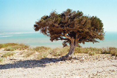 On a dry and sunny landscape, a lonely tree overlooks the Atlantic Ocean. Cap Sim, Essaouira, Morocco. 2020, March
Un arbre isolé planté dans un paysage aride et ensoleillé surplombe l'océan Atlantique. Maroc, mars 2020
