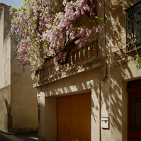 A huge pink wisteria hanging from a hopper completely covers a small townhouse on a narrow street. France, Occitanie, Pyrénées-Orientales, Ille-Sur-Têt. 2022