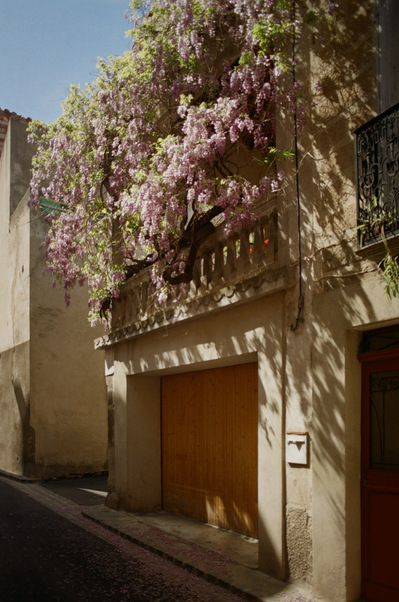 A huge pink wisteria hanging from a hopper completely covers a small townhouse on a narrow street. France, Occitanie, Pyrénées-Orientales, Ille-Sur-Têt. 2022
Une énorme glycine rose recouvre une petite maison dans une ruelle étroite