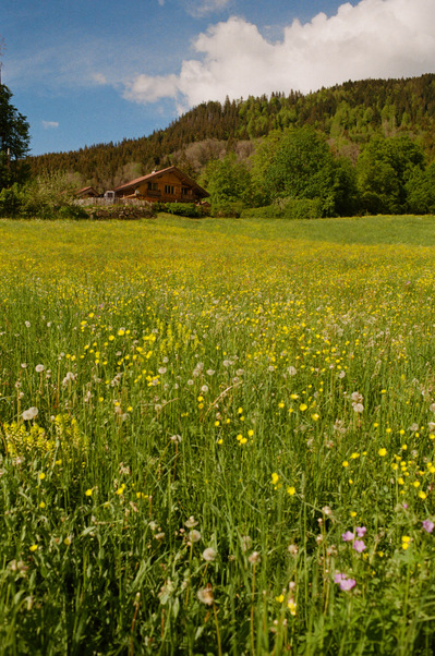 A wooden chalet sits on top of a long slope covered in small yellow flowers, under a blue summer sky. France, Auvergne-Rhône-Alpes, Haute-Savoie, Saint-Jean-de-Sixt, 2021
Pente couverte de petites fleurs jaunes avec un chalet de bois au sommet