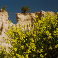 Imposing bright yellow broom in the foreground, the natural clay columns of the Organs of Ille-sur-Têt in the background, under a slate blue sky.
Imposants genêts jaunes vifs au premier plan, colonnes naturelles d'argile des Orgues d'Ille-sur-Têt.