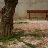 Two empty wooden benches lean against a gray wall, behind a gnarled trunk. The gravel floor dotted with tufts of grass is covered with small pink flowers. France, Occitanie, Pyrenees-Orientales, Estagel, April 2022