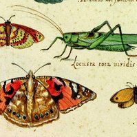 Ulisse Aldrovandi and Antonio Vallisneri: the Italian contribution to knowledge of Neuropterous Insects between the 16th and the early 18th centuries