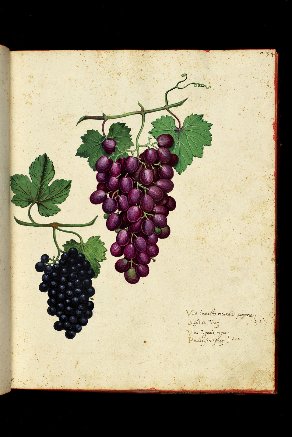 Through his skilled lens, Ravenna expertly captures the intricate details, textures, and artistry of the Ulisse Aldrovandi books.  
