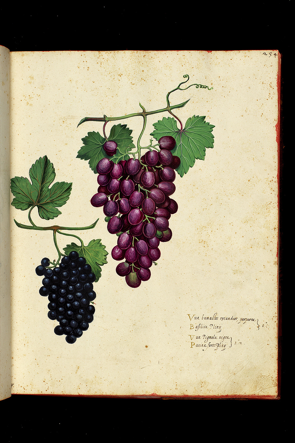 Through his skilled lens, Ravenna expertly captures the intricate details, textures, and artistry of the Ulisse Aldrovandi books.  