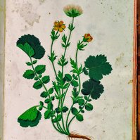 Aldrovandi held a prominent position in the scientific world and played a guiding role for the Italian naturalists of the time. His impressive naturalistic collections are still preserved in the Aldrovandi Museum of the University.