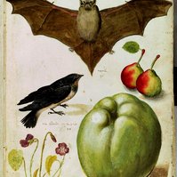 Born in Bologna, Aldrovandi was a contemporary of William Shakespeare. His father died when he was only six and aged twelve Aldrovandi ran away to Rome. He soon returned home however, studied arithmetic, and briefly trained as a clerk. 