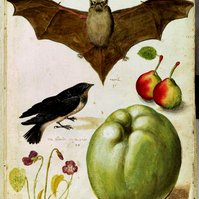 Born in Bologna, Aldrovandi was a contemporary of William Shakespeare. His father died when he was only six and aged twelve Aldrovandi ran away to Rome. He soon returned home however, studied arithmetic, and briefly trained as a clerk. 