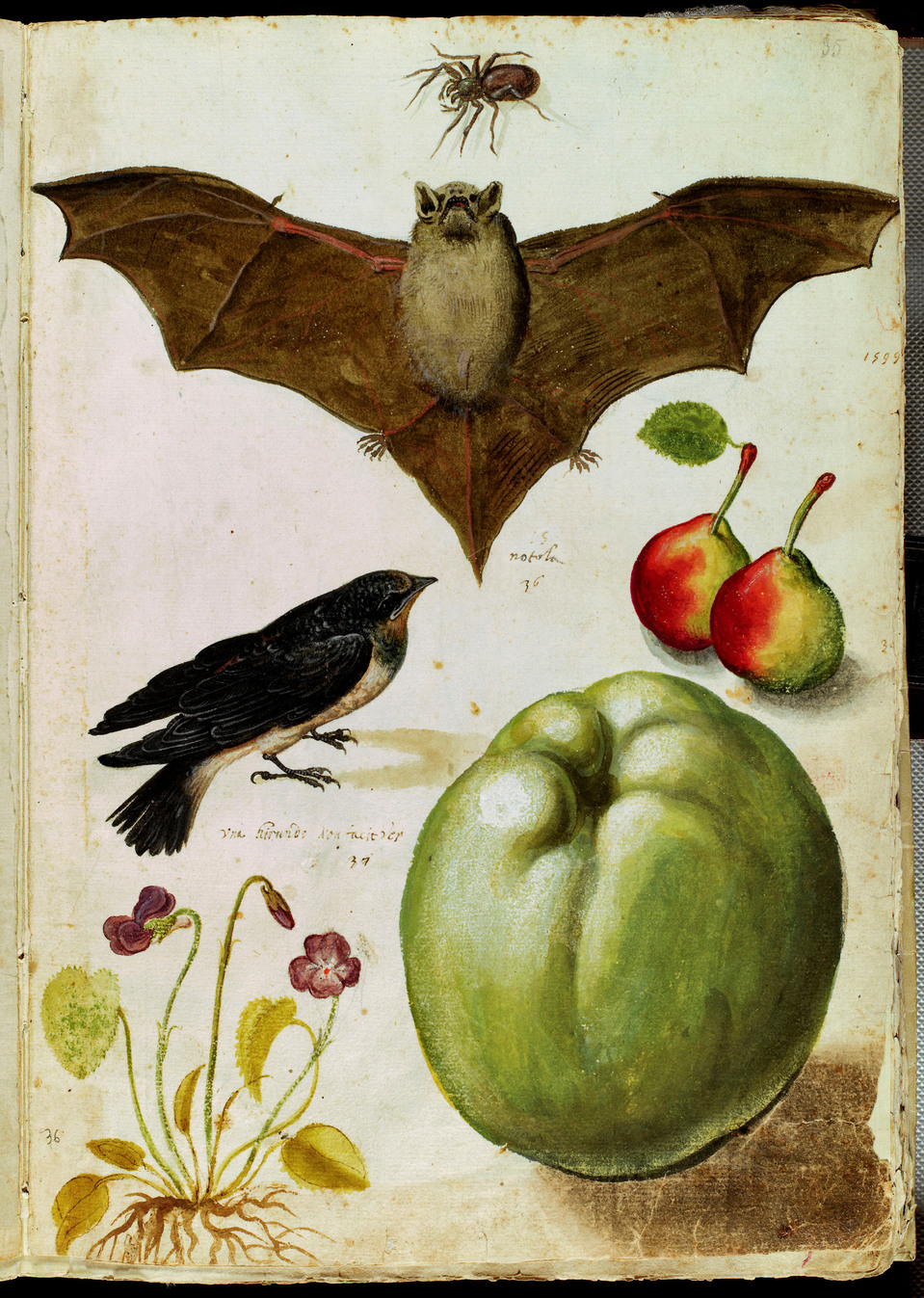 La fotografia può mettere in evidenza il dettaglio e la maestria artistica del disegno, mostrando il pipistrello in tutta la sua bellezza e peculiarità. Scattata con Hasselblad 40 digital back