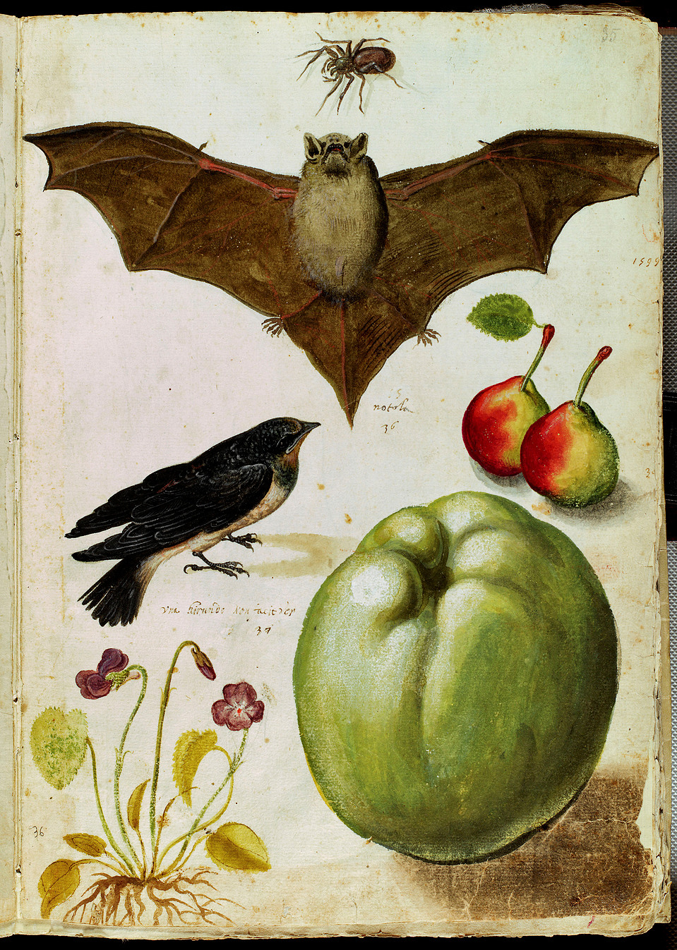 La fotografia può mettere in evidenza il dettaglio e la maestria artistica del disegno, mostrando il pipistrello in tutta la sua bellezza e peculiarità. Scattata con Hasselblad 40 digital back