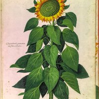Aldrovandi has been an acute observer of natural world: investigating all different aspects of nature, collecting hundreds of animal and vegetal samples, writing more than 360 manuscripts on natural sciences Aldrovandi typifies the sixteen century scienti