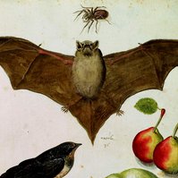 Ulisse Aldrovandi was an Italian naturalist, the moving force behind Bologna's botanical garden, one of the first in Europe. Carl Linnaeus and the comte de Buffon reckoned him the father of natural history studies