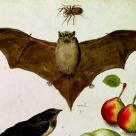 Ulisse Aldrovandi was an Italian naturalist, the moving force behind Bologna's botanical garden, one of the first in Europe. Carl Linnaeus and the comte de Buffon reckoned him the father of natural history studies