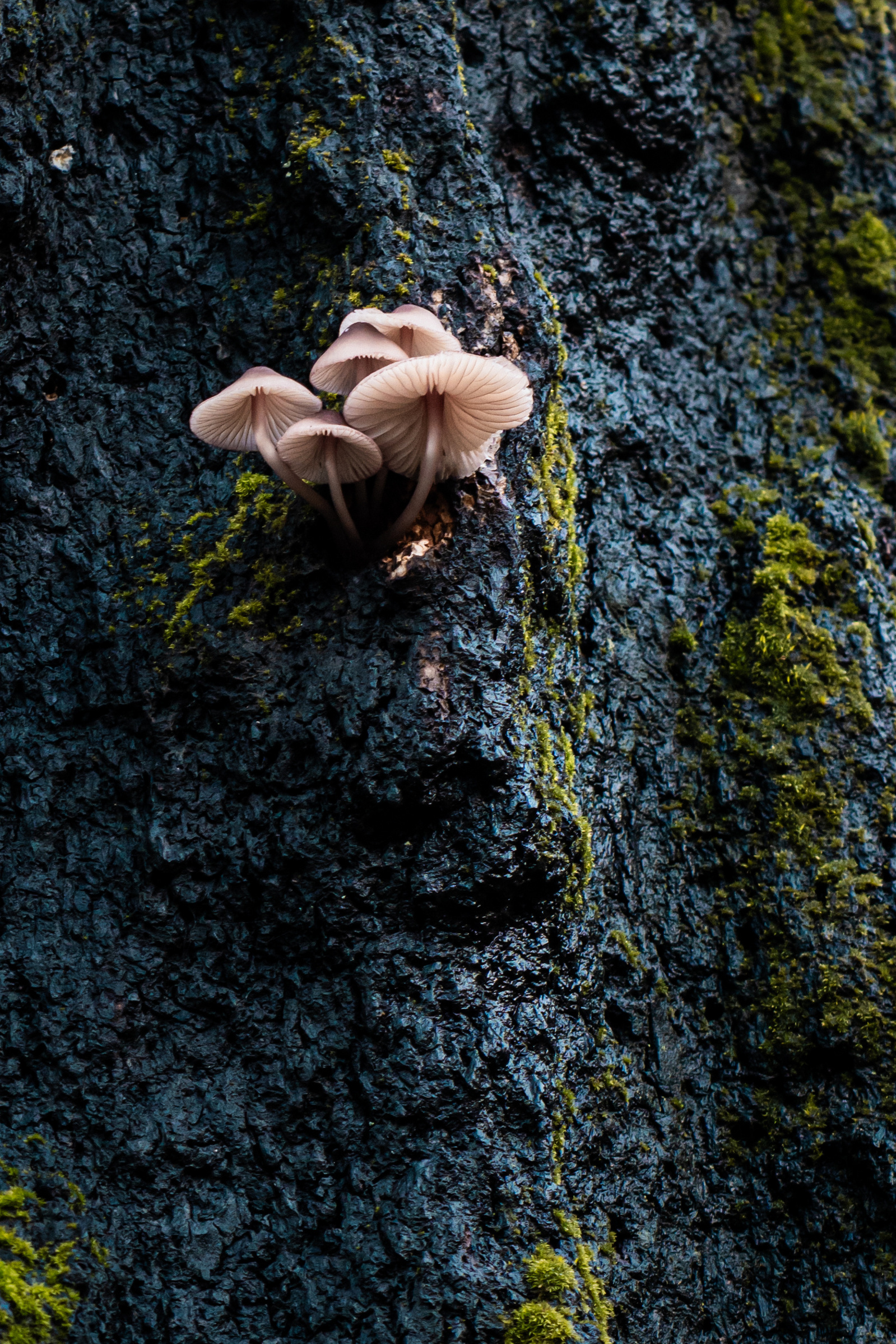 mycology mushroom garden otherworld landscape design cypress park mount washington los angeles fairy hat 