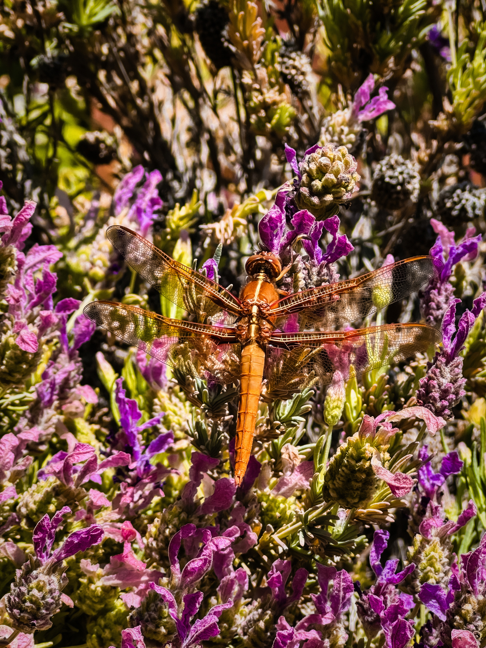 orange dragonfly pollinator garden otherworld landscape design cypress park mount washington los angeles bees butterflies 