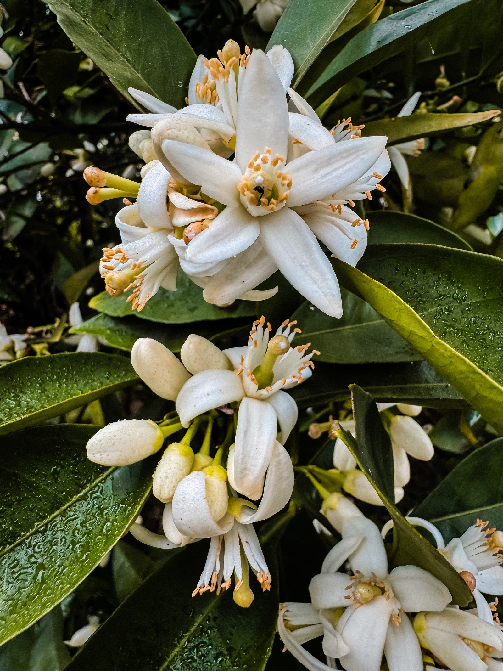orange blossom citrus garden otherworld landscape design cypress park mount washington los angeles food garden fruit trees