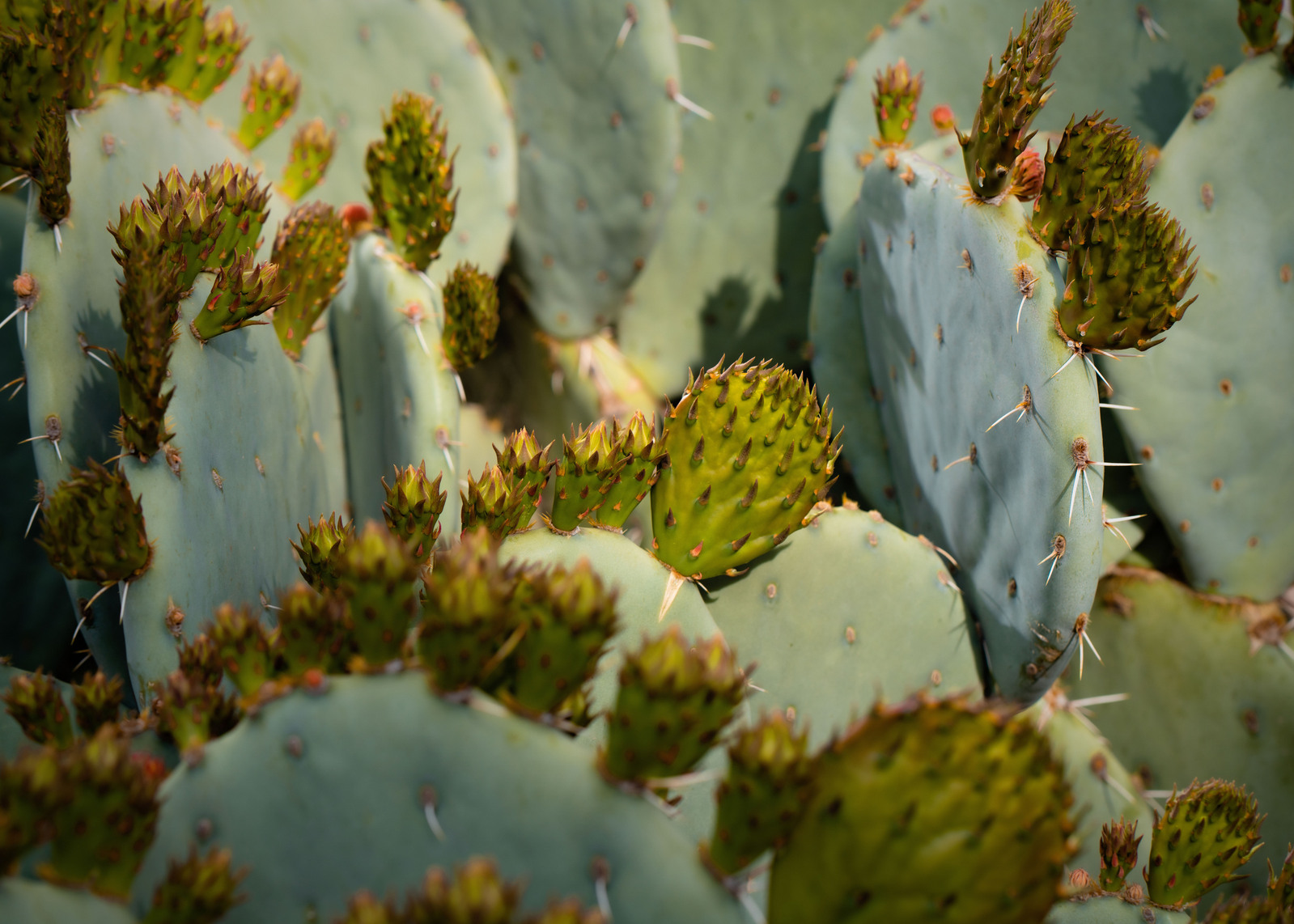 cactus garden otherworld landscape design cypress park mount washington los angeles  zeroscape drought tolerant fire resistant plants