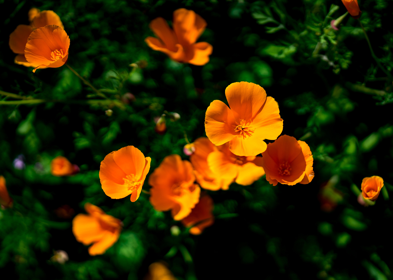 california native poppy wildflower garden otherworld landscape design cypress park mount washington los angeles orange flower sustainable local superbloom