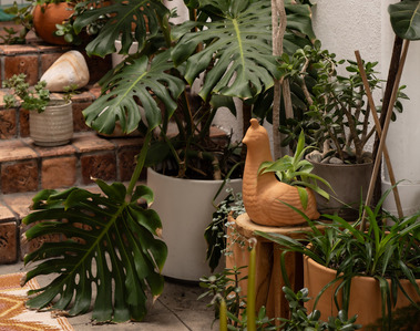 terra cotta container garden minimalist patio spanish tile whimsical planter monstera desert landscape hidden secret jade forest Otherworld landscape design zander fieschko marissa bergman portal magic green witch plant witchcraft los angeles cypress park