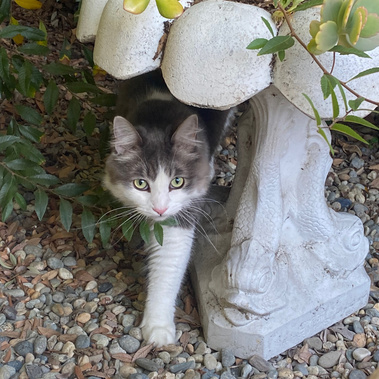 charlie cat zeroscape Otherworld landscape design zander fieschko marissa bergman portal magic green witch plant witchcraft los angeles cypress park mount washington east LA pagan olde fantasy whimsical