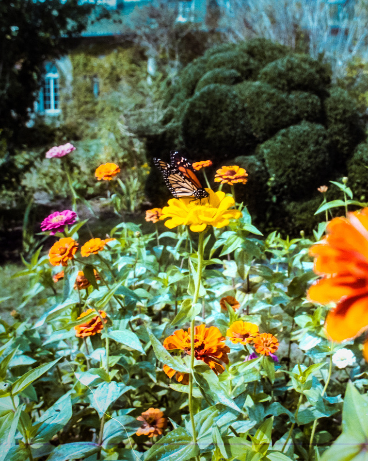 monarch butterfly marigold garden victorian shot on film lush green flower garden Otherworld landscape design zander fieschko marissa bergman portal magic green witch plant witchcraft los angeles cypress park mount washington east LA pagan olde fantasy wh