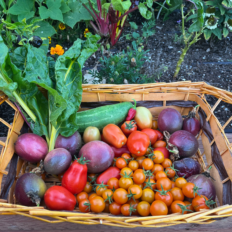 vegetable garden native heirloom tomatoes passion fruit roma bounty bountiful california los angeles cypress park marissa zander otherworld gardens