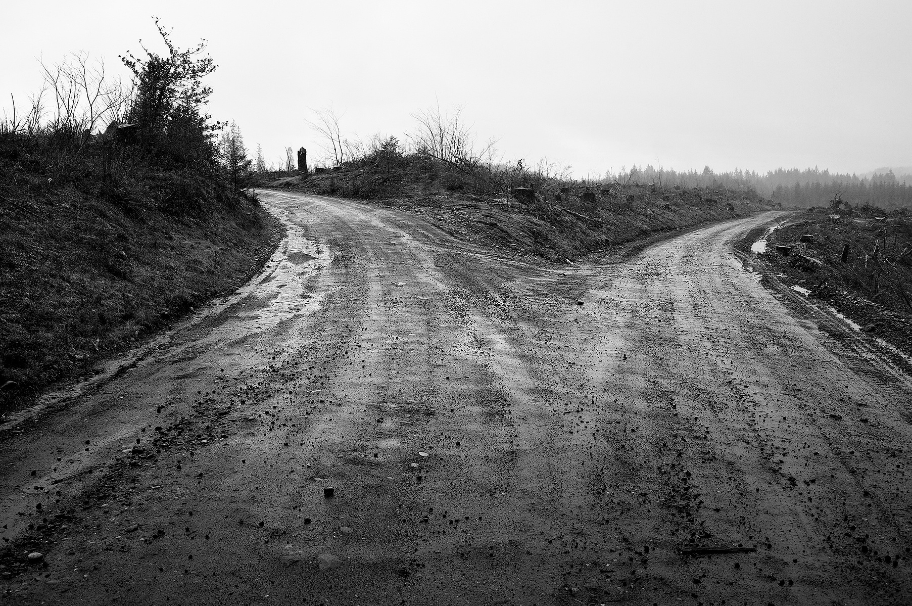 The back road to my home winds through commercial timberlands, and mostly clearcuts. In 2000, the federal government granted this landholder, Green Diamond, a multi-species Habitat Conservation Plan that protects 51 fish and wildlife species.
