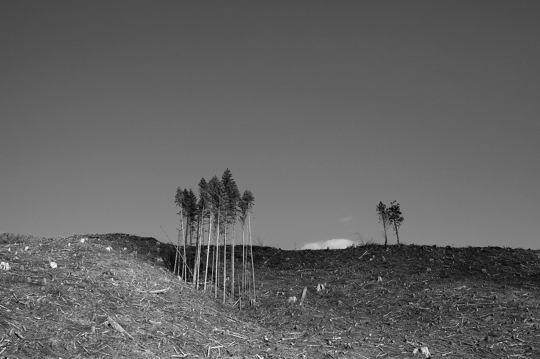 A small grove of trees are left as future wildlife habitat in an otherwise desolated landscape on private timberlands. This land is supposedly in compliance with the national Sustainable Forestry Initiative standard.