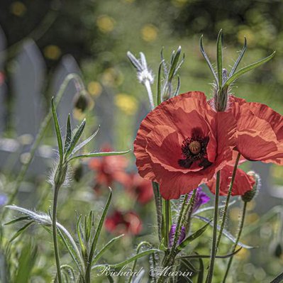 A high quality print available to buy of a red poppy surrounded by wildflowers and a white picket fence.