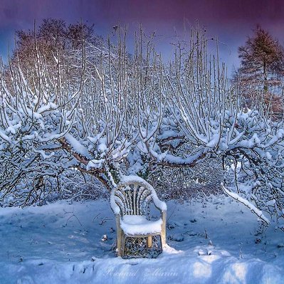 A high quality print available to buy of a lonely garden chair and an old apple tree covered in snow.