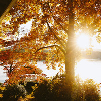 Sun bursts through Autumn trees with a view out to the lake