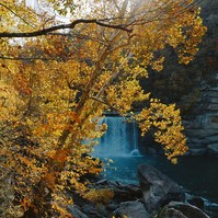 Evening light streams through yellow leaves with a waterfall in the background