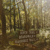 A wooden sign pointing to trails in Congaree national park is lit by the sun