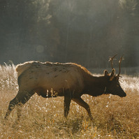 Evening light surrounds a female elk as she walks through grasses