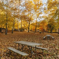 Wooden picnic benches surrounded by a carpet of brown and yellow leaves, with bright Autumn coloured trees behind.