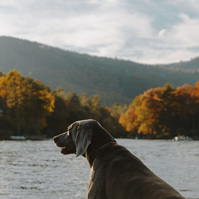 A Weimaraner dog stands on the bow of a speed boat looking over the lake 
