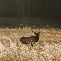 A large male elk stands in long grasses with the evening light illuminating him
