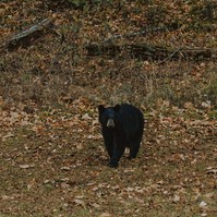 A black mother bear looks toward to the camera surrounded by fallen leaves