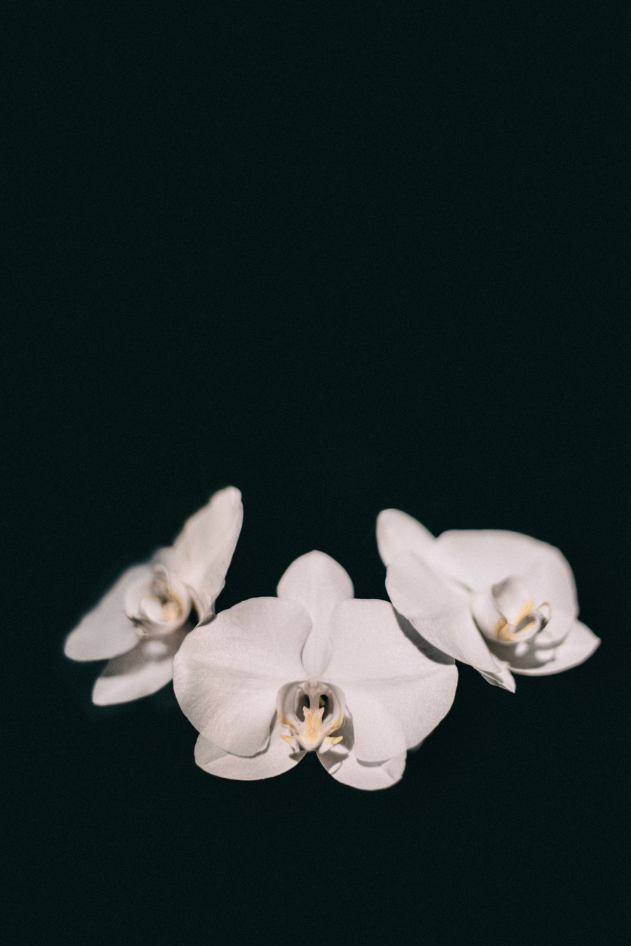 The miracle orchids in my Brooklyn home. Resilient, Strong & Beautiful..like the woman who would water them when they were at their peak.