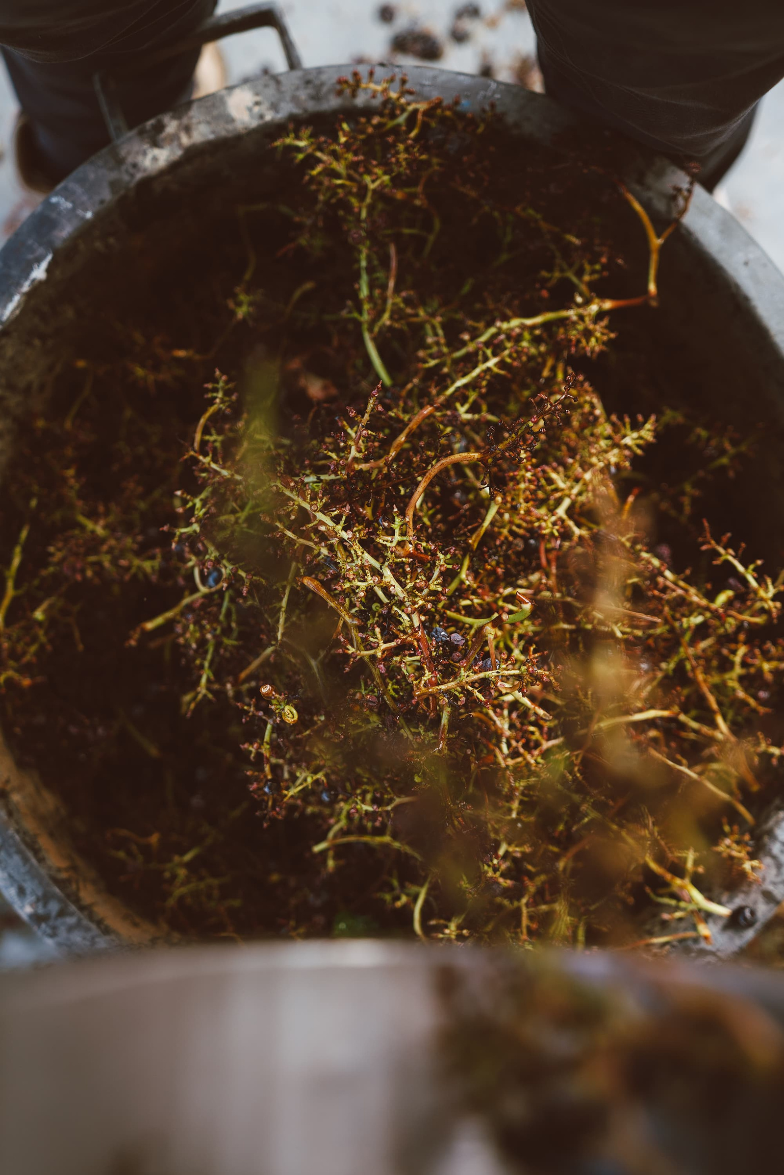 Reportage photographique pour Couvent des Jacobins, grand cru classé Saint Emilion