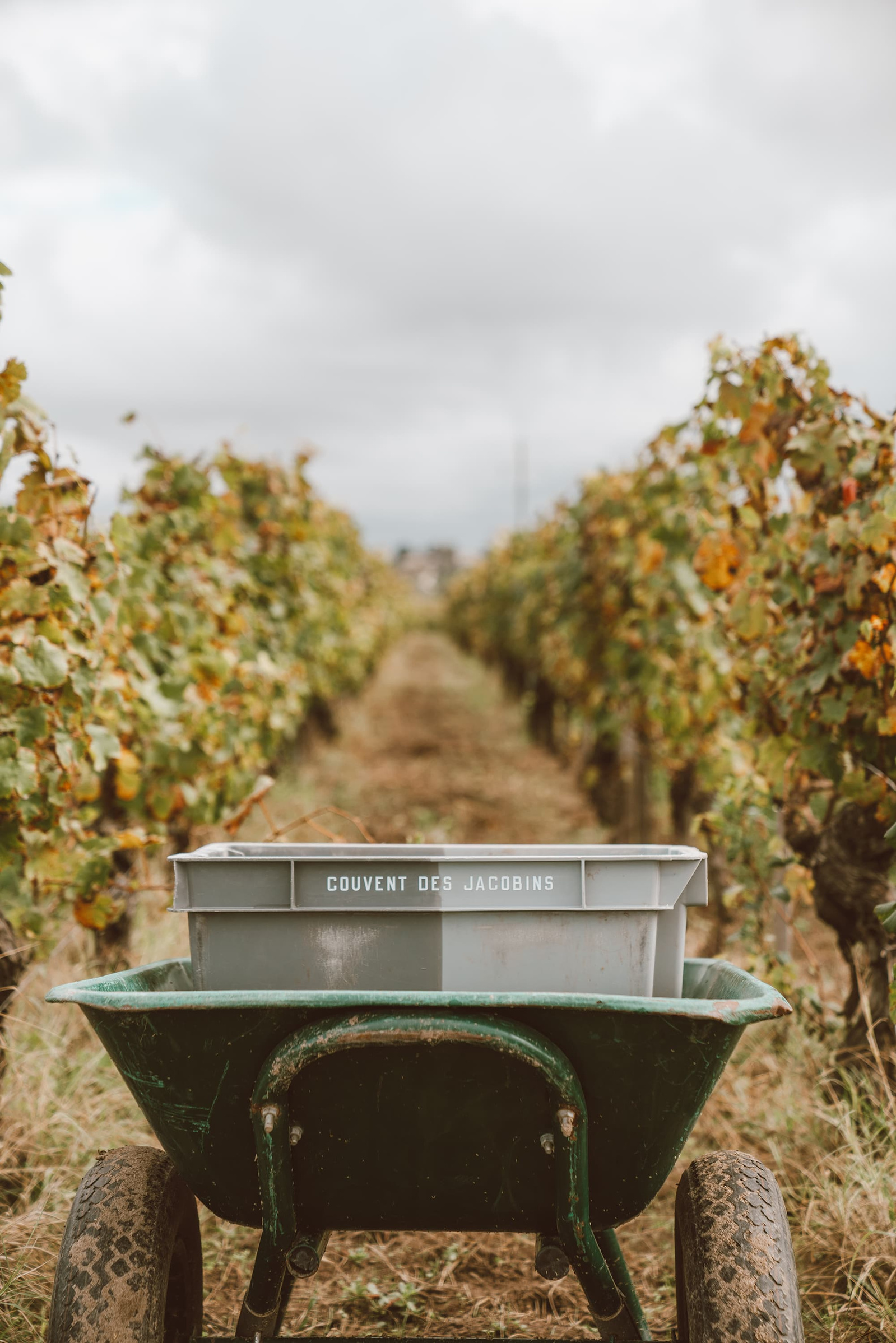 Reportage photographique pour Couvent des Jacobins, grand cru classé Saint Emilion
