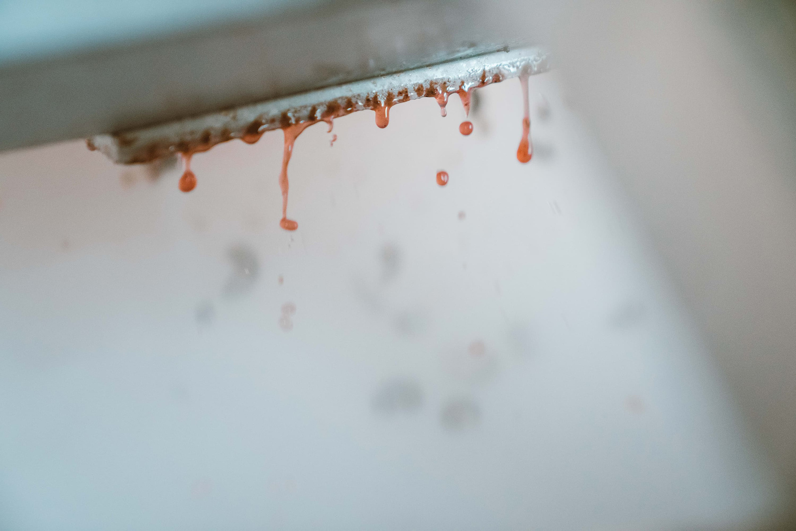 Des gouttes de jus de raisins tombe depuis la table de tri, couvent des jacobins