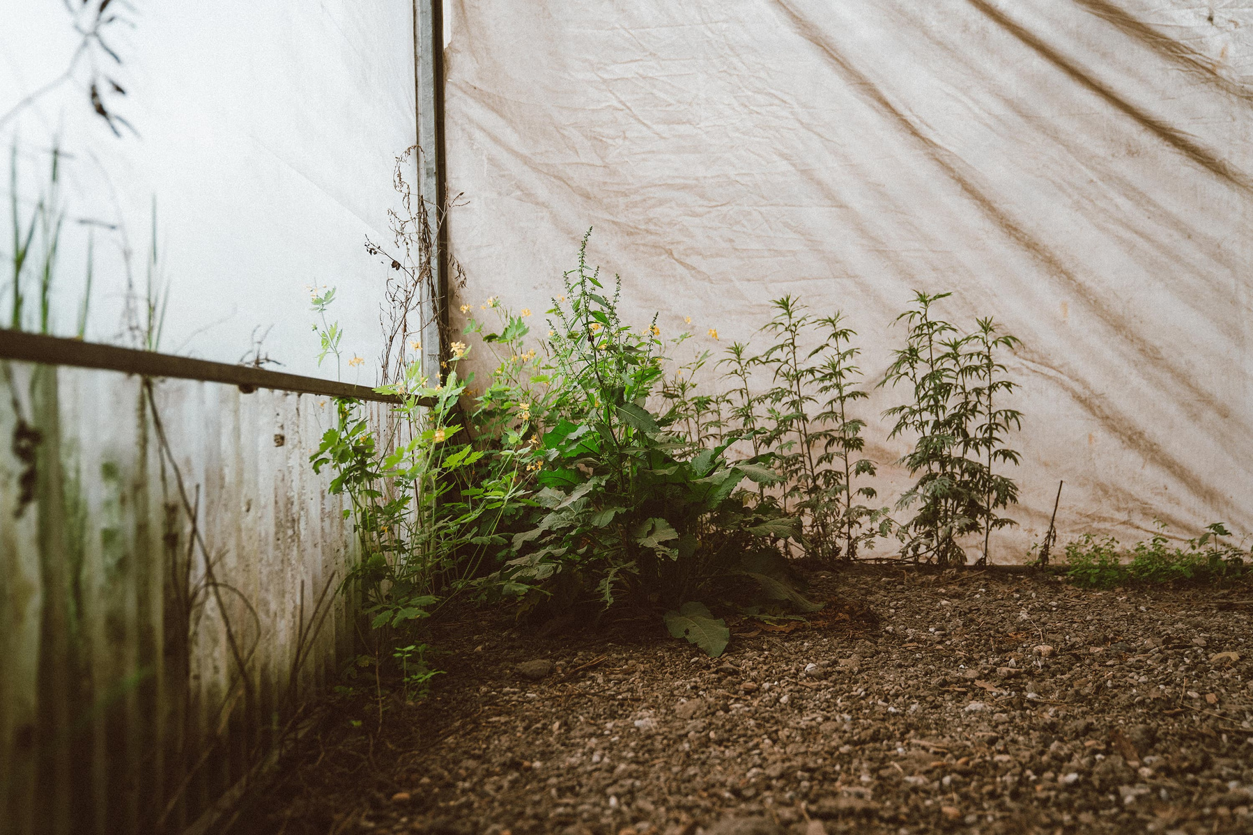 un coin de la serre prend l'humidité, ce qui permet aux plantes de pousser sauvagement