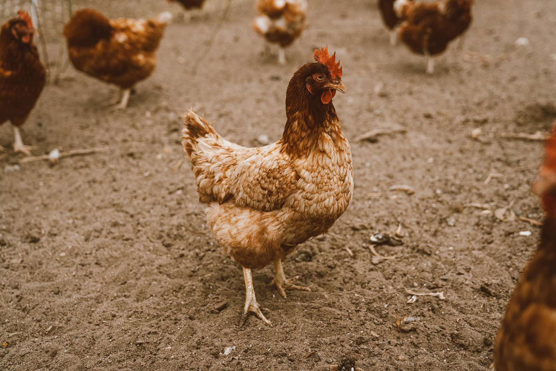 Une poule pose fièrement