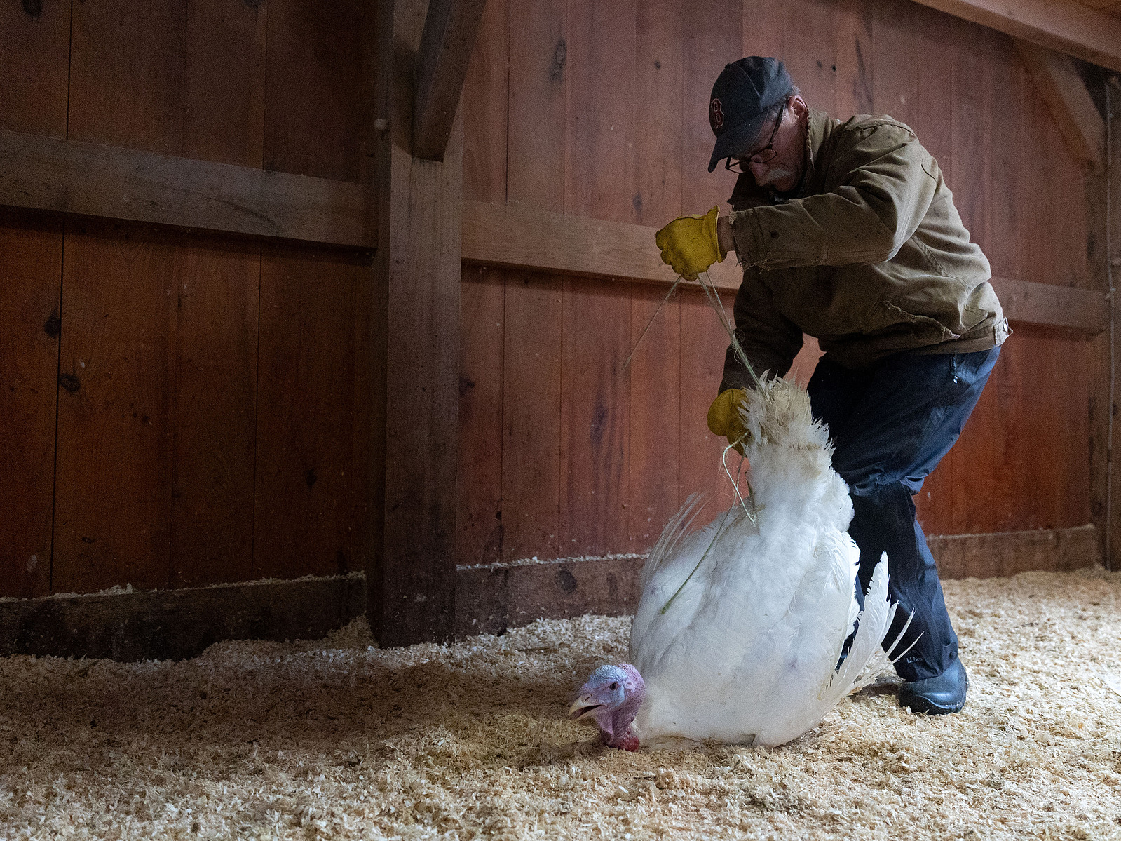 Turkey Plucking Party - Bailey Stover Multimedia Journalist